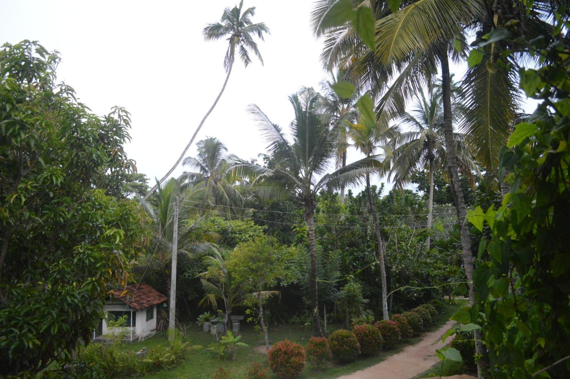 Coconut Grove - Midigama Hotel Ngoại thất bức ảnh